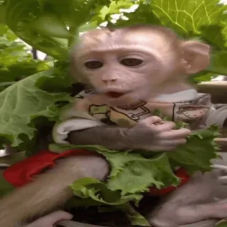 🐵 monkey, animal, cute, primate, leaves, baby monkey whatsapp sticker
