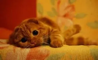 😞 cat, kitten, animal, pet, cute, domestic, feline telegram sticker