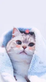 🐱 gato, fofo, animal, animal de estimação, flor, cobertor telegram sticker