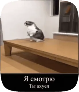 😡 Я смотрю
Ты ахуел gatto, divertente, umorismo, meme, animale telegram sticker