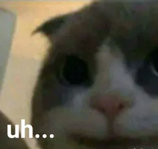 🐱 uh... Katze, Meme, äh, verwirrt, süß, Tier whatsapp sticker