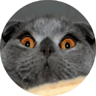😒 chat, animal de compagnie, animal, gris, yeux telegram sticker