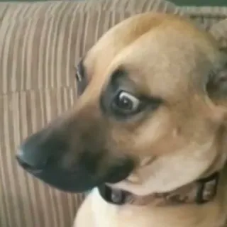 😦 perro, animal, gracioso, mascota, meme, expresión telegram sticker