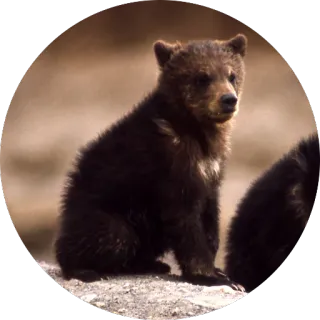 🐻 медведь, животное, дикая природа, детеныш, милый telegram sticker