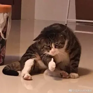 👍 蓝色大号冰激茶 猫, いいね, 動物, ミーム telegram sticker