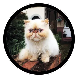 😳 gato, gato persa, animal de estimação, animal, animal doméstico, mamífero telegram sticker