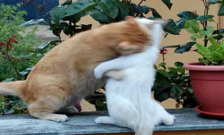 😾 chats, combat, animaux, joueur, agression, nature telegram sticker
