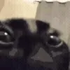 👁