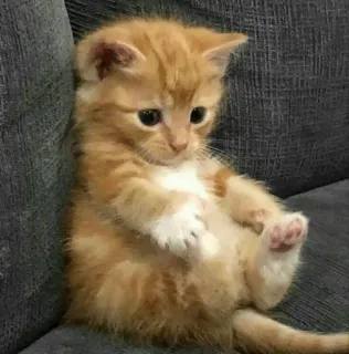 😔 котенок, кот, милый, рыжий полосатый, питомец, животное, домашняя кошка telegram sticker