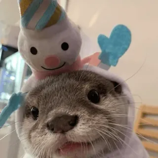 🥰 loutre, animal, mignon, bonhomme de neige, mammifère, animal de compagnie, chapeau telegram sticker