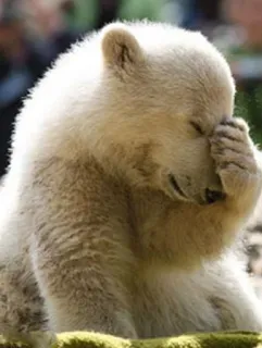 😑 orso polare, animale, fauna selvatica, triste, facepalm, carino telegram sticker