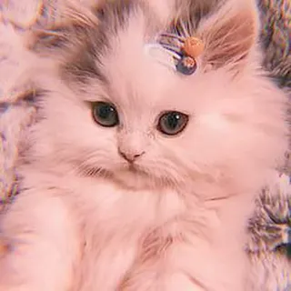 🥓 котёнок, кот, пушистый, милый, питомец, животное, кошачий, домашняя кошка telegram sticker