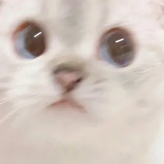 🙁 cat, kitten, cute, animal, pet, eyes whatsapp sticker