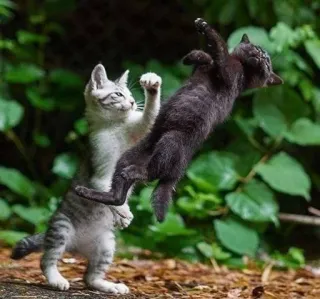 👊 chats, combat, animaux, chatons, joueur, agression, animaux de compagnie telegram sticker