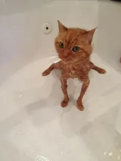 🧼 gatto, gatto bagnato, gatto arancione, animale, bagno, vasca da bagno telegram sticker
