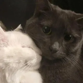 🥰 猫, ペット, 動物, グレーの猫, 白い猫, 家畜 telegram sticker