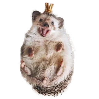🥰 hedgehog, animal, crown, cute, happy telegram sticker