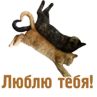 ❤ Люблю тебя! gatti, amore, animali, affetto, cuore, russo, frase telegram sticker