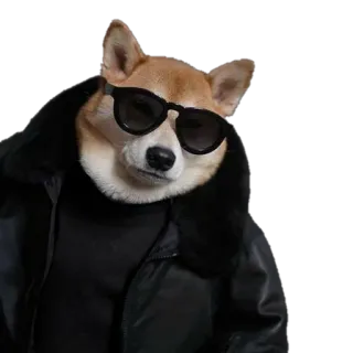 😎 chien, shiba inu, lunettes de soleil, style, cool, animal, animal de compagnie whatsapp sticker