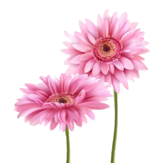 🌸 blumen, rosa, gerbera, gänseblümchen, blumenmuster telegram sticker
