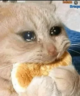 🤣 chat, triste, pleure, pain, mème, mignon telegram sticker