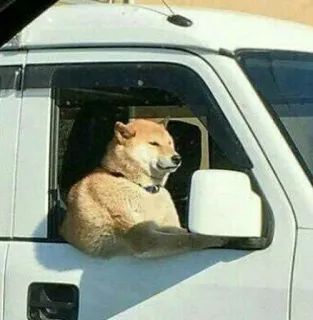 💪 chien, shiba inu, conduite, voiture, fenêtre, mème telegram sticker