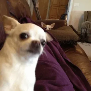 😪 hond, chihuahua, huisdier, dier, schattig, huisdier telegram sticker