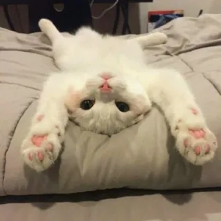 😪 gatto, animale, carino, gatto bianco, animale domestico telegram sticker