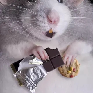 🍔 tikus, cokelat, kue, makanan, hewan, lucu telegram sticker