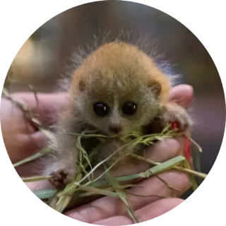 🐵 примат, животное, детеныш, милый, лори, тонкий лори telegram sticker
