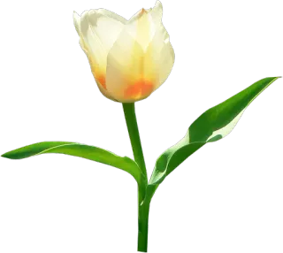 🌷 Blume, Tulpe, Pflanze, Natur, Frühling, Blüte whatsapp sticker