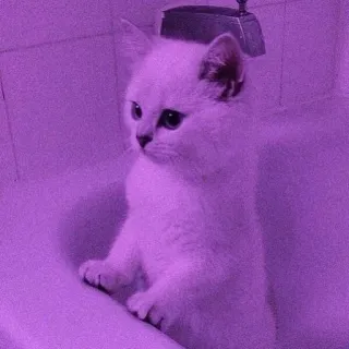 💈 Katze, Kätzchen, Tier, Haustier, süß, Badewanne telegram sticker