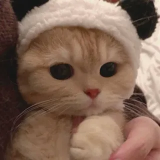 🥺 cat, kitten, animal, pet, cute, panda hat whatsapp sticker