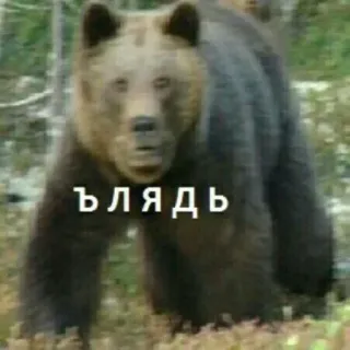 😠 блядь oso, ofensivo, animal, ruso, groserías, profanidad telegram sticker