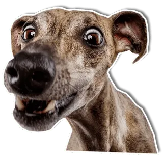😳 dog, animal, greyhound, pet, funny whatsapp sticker