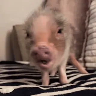 🐽 whatsapp sticker