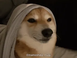 😃 @mameshiba_mugi perro, meme, shiba inu, animal, mascota, divertido, lindo whatsapp sticker