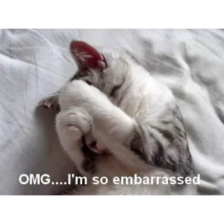 😨 OMG...I'm so embarrassed gato, avergonzado, lindo, animal, meme telegram sticker