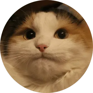 🐱 แมว, สัตว์, น่ารัก, สัตว์เลี้ยง, สัตว์เลี้ยง telegram sticker
