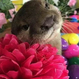 🐾 loutre, animal, mignon, fleur, mammifère, faune whatsapp sticker