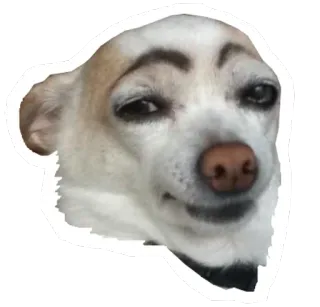 🐶 개, 치와와, 밈, 웃긴, 동물, 애완 동물, 눈썹, 능글 telegram sticker