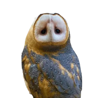 barn owls whatsapp stickers