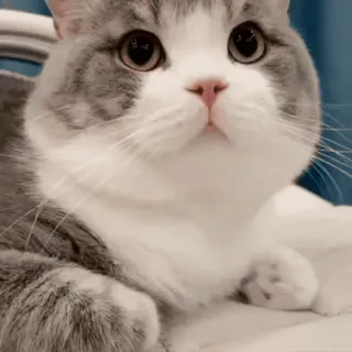 🧡 cat, pet, animal, cute, domestic, feline, mammal telegram sticker