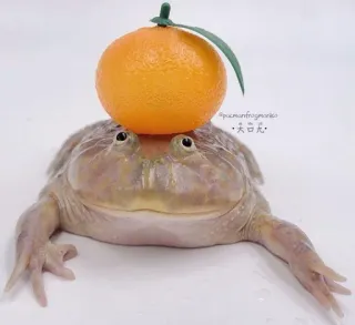 🍊 grenouille, orange, animal, mignon, amphibien whatsapp sticker