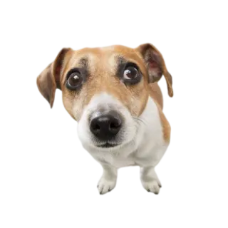 🤨 собака, животное, питомец, щенок, милый, Джек Рассел Терьер telegram sticker