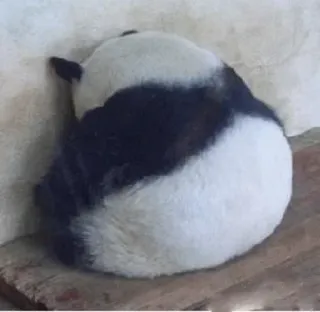 😩 panda, animal, urso, mamífero, fofo, sonolento, vida selvagem telegram sticker