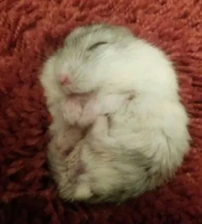 😴 hamster, sleeping, animal, cute, rodent telegram sticker