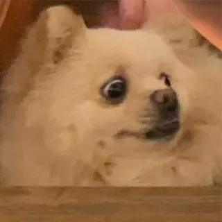 😶 cane, cucciolo, carino, animale domestico, animale, pomerania telegram sticker