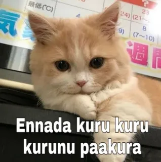 🤨 Ennada kuru kuru kurunu paakura gato, fofo, meme, animal, animal de estimação, engraçado telegram sticker