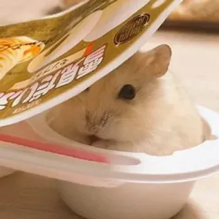 🫠 hamster, mignon, animal, animal de compagnie, nourriture, adorable, rongeur telegram sticker